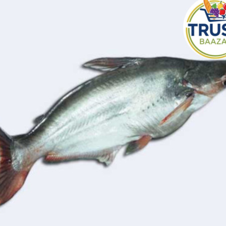 নদীর পাংগাস মাছ (বড়)